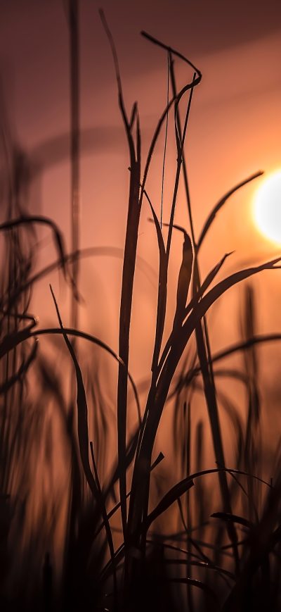 Fond d'écran iPhone Morning Eyes Field Sunrise