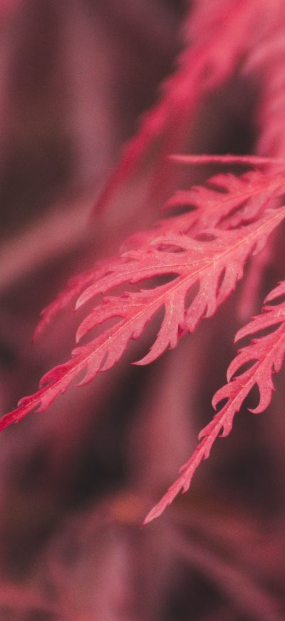 Fond d'écran iPhone Red Leaf Macro 4k