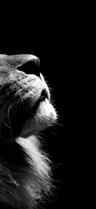 Fond d'écran iPhone Lion Black And White