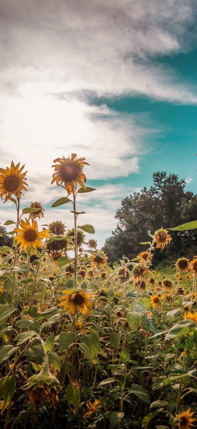 Fond d'écran iPhone Sunflowers Nature