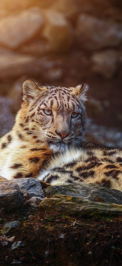 Fond d'écran iPhone Snow Leopard Wild Animal