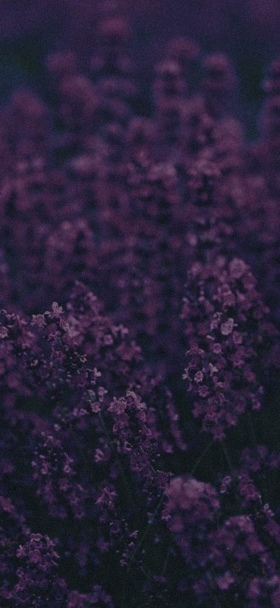Fond d'écran iPhone Lavender