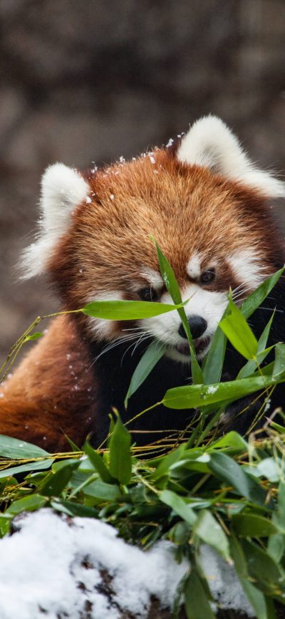 Fond d'écran iPhone Red Panda