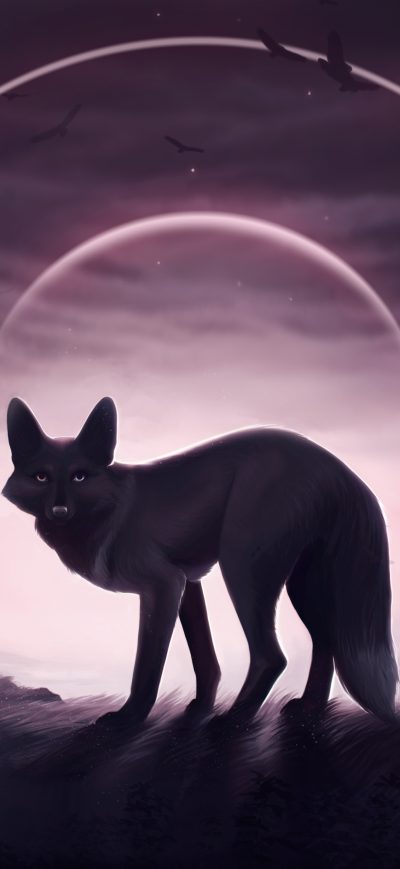 Fond d'écran iPhone Fox Wolf 5k