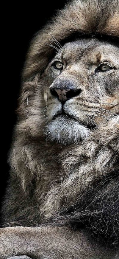 Fond d'écran iPhone Monochrome Lion