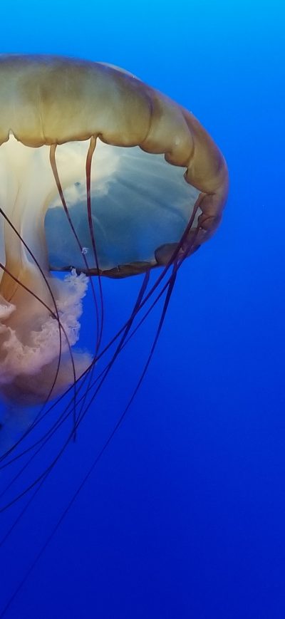 Fond d'écran iPhone Jellyfish Underwater 4k
