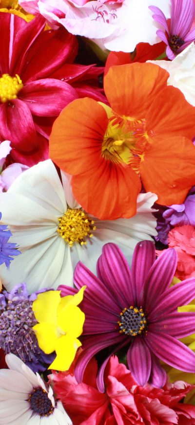 Fond d'écran iPhone Colorful HD Flowers