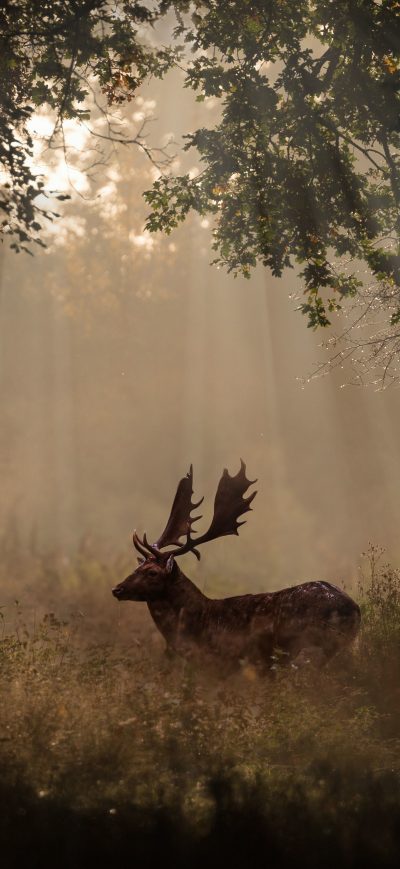 Fond d'écran iPhone Deer Mammal Forest Sunbeams 4k 5k