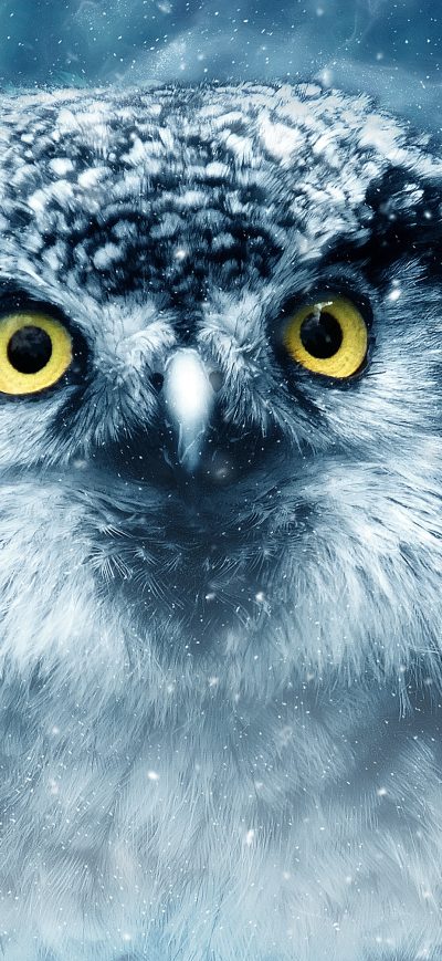Fond d'écran iPhone Snowy Owl Eyes Closeup 4k