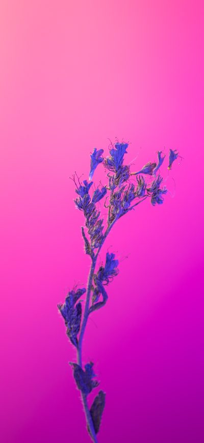 Fond d'écran iPhone Flower Pink Purple 5k