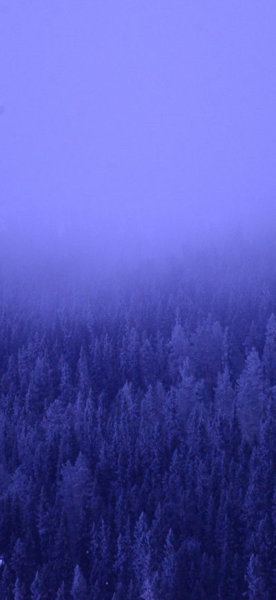 Fond d'écran iPhone A Foggy Forest Blue Trees 5k