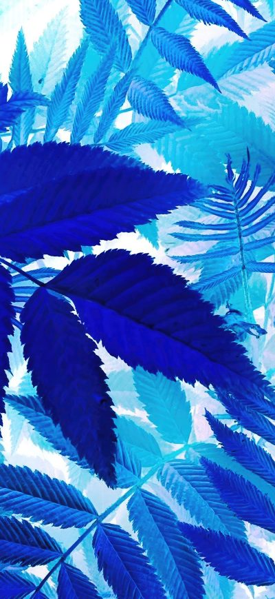 Fond d'écran iPhone Bunch Of Blue Leaves On A White Background