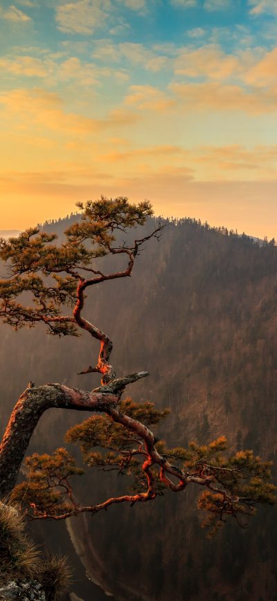 Fond d'écran iPhone Lone Tree On Top Of Mountain 4k