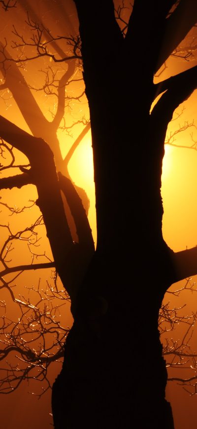 Fond d'écran iPhone Branch Tree Sunbeams 4k