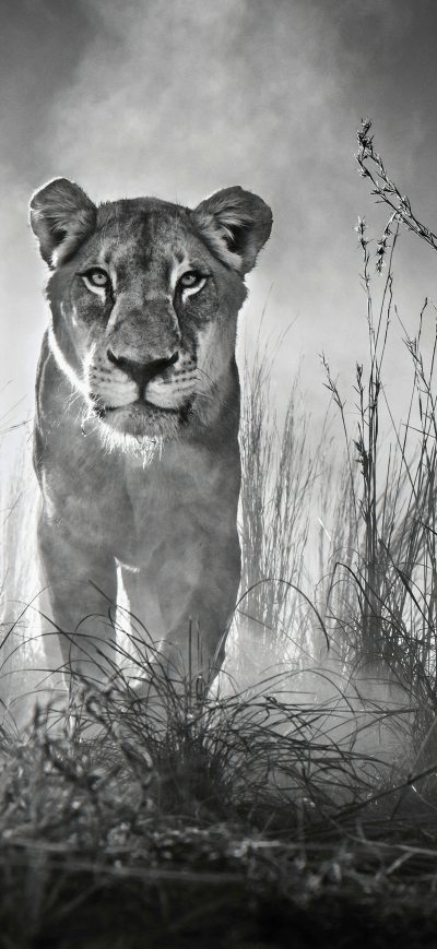 Fond d'écran iPhone Lion 4k Black And White