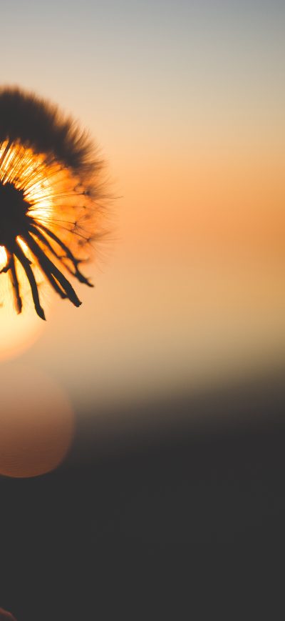 Fond d'écran iPhone Dandelion Flower Behind Sun