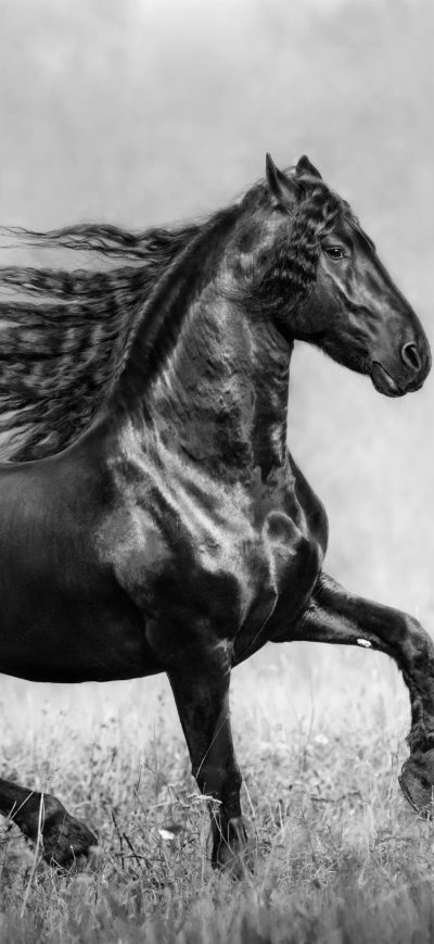 Fond d'écran iPhone Horse Black And White