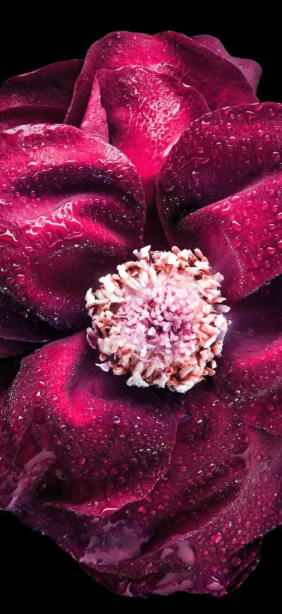 Fond d'écran iPhone Purple Flower Oled 4k