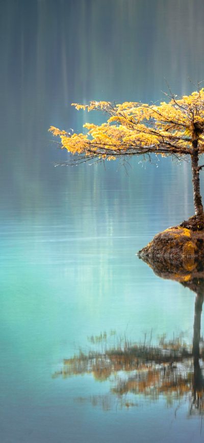 Fond d'écran iPhone Tree In The Middle Of Lake