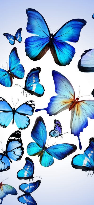 Fond d'écran iPhone Butterfly Art