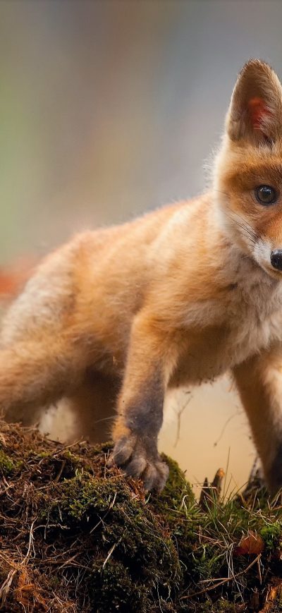 Fond d'écran iPhone Fox Cub Baby Animal Cute Hd