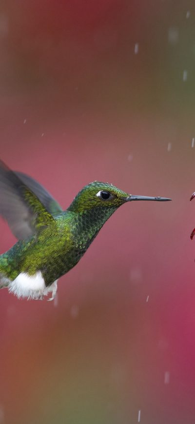 Fond d'écran iPhone Hummingbird