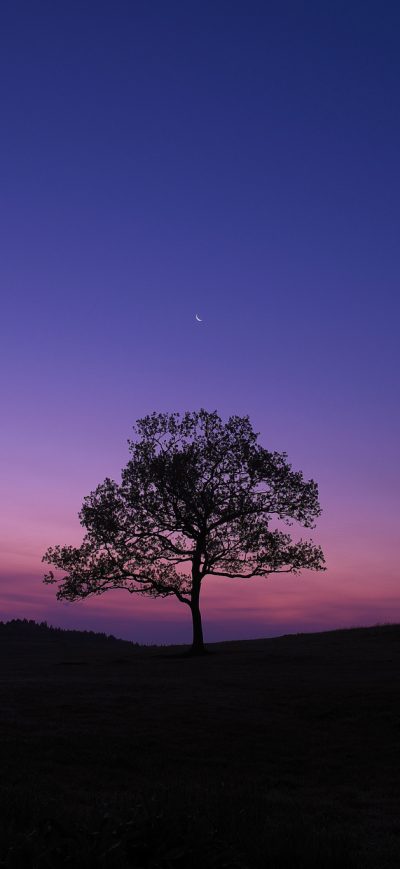 Fond d'écran iPhone Dark Sky Tree Purple Sky Nature