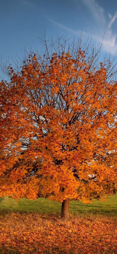 Fond d'écran iPhone Tree Autumn Field