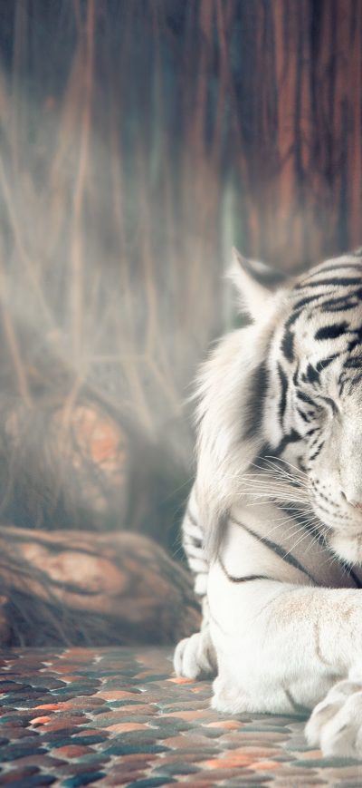 Fond d'écran iPhone White Tiger Dreamy