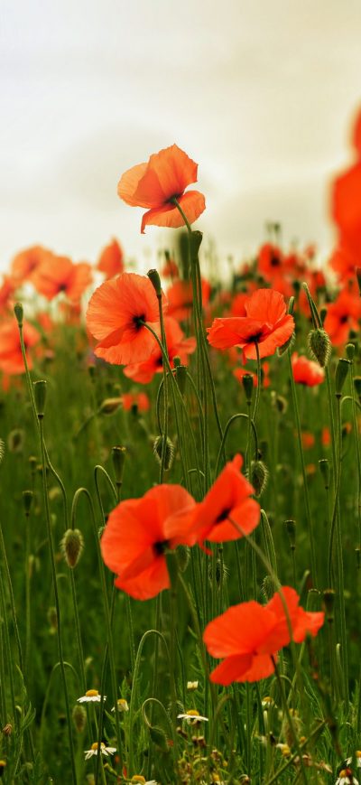 Fond d'écran Poppy sur iPhone