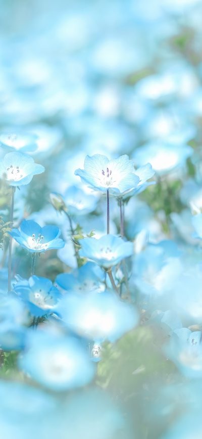 Fond d'écran iPhone Blue Flowers Minimal 4k