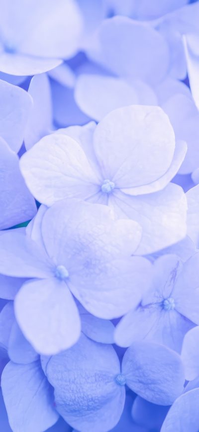 Fond d'écran iPhone Purple Flowers Minimal 4k