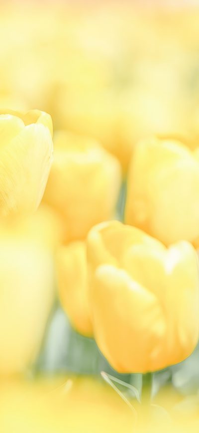 Fond d'écran iPhone Yellow Flowers Minimal 4k