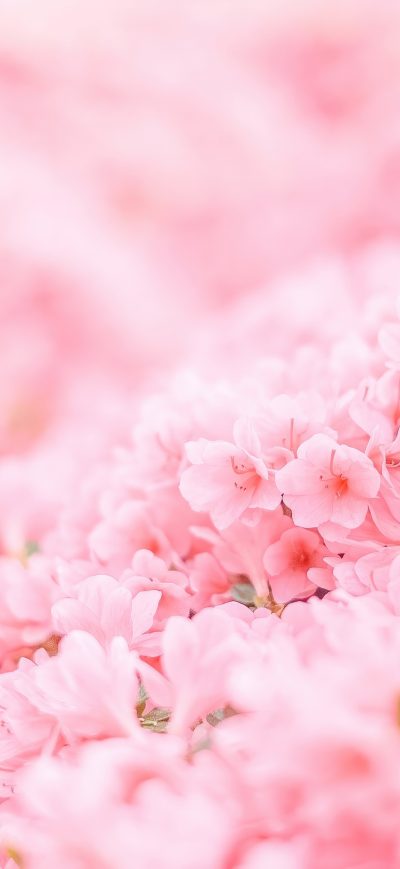 Fond d'écran iPhone Pink Flowers Minimal 4k