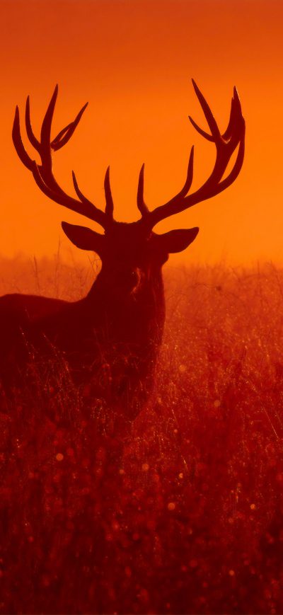 Fond d'écran iPhone Reindeer Silhouette 4k