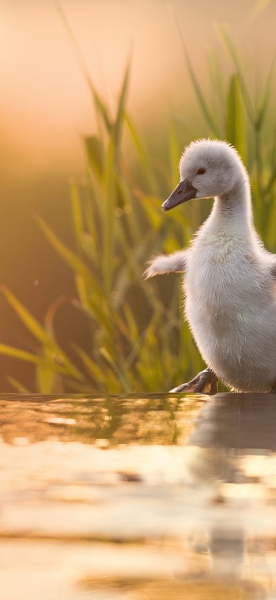 Fond d'écran iPhone Baby Swan 4k
