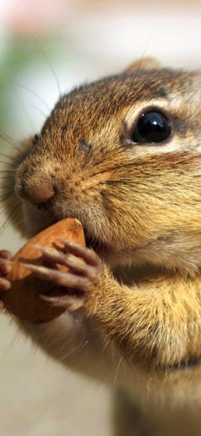 Fond d'écran iPhone Chipmunks
