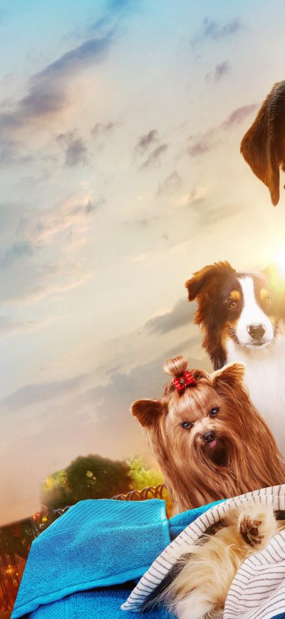 Fond d'écran iPhone Show Dogs 8k