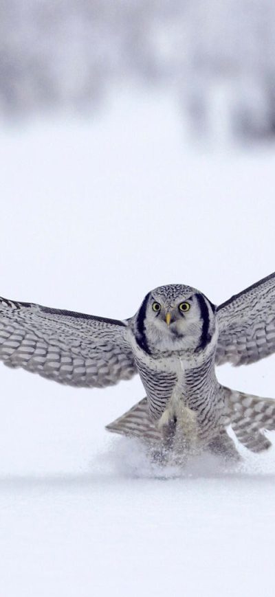 Fond d'écran iPhone Owl In Snow