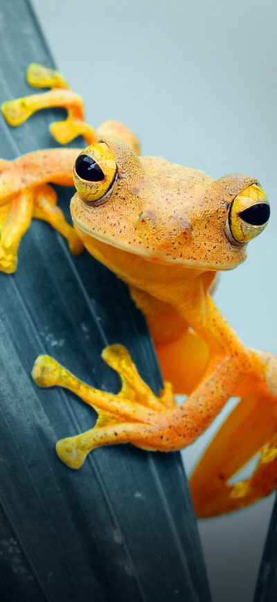 Fond d'écran iPhone Frog Closeup