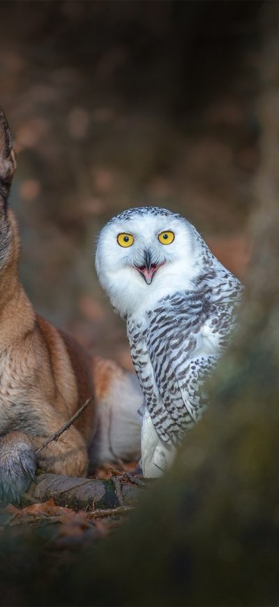 Fond d'écran iPhone Dog With Owl
