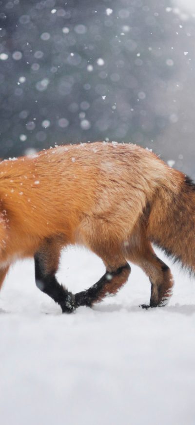 Fond d'écran iPhone Wild Fox In Snow
