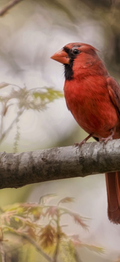 Fond d'écran iPhone Northern Cardinal