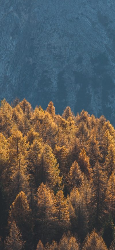 Fond d'écran iPhone Forest Mountains Trees Tops Coniferous 4k