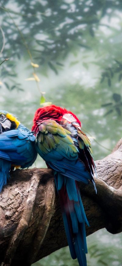 Fond d'écran iPhone Colorful Parrots Couple