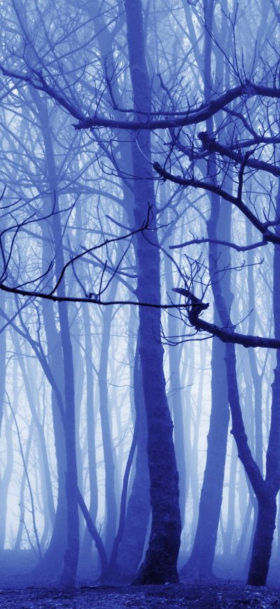 Fond d'écran iPhone Blue Mist Nature Trees 4k