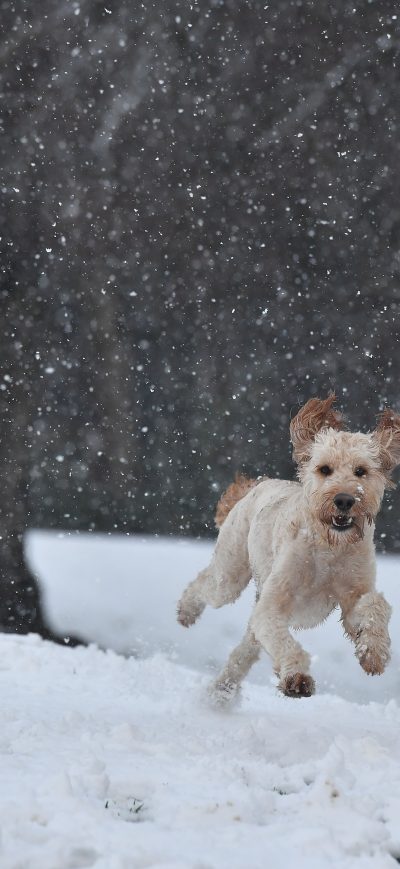 Fond d'écran iPhone Dog Running In A Snow