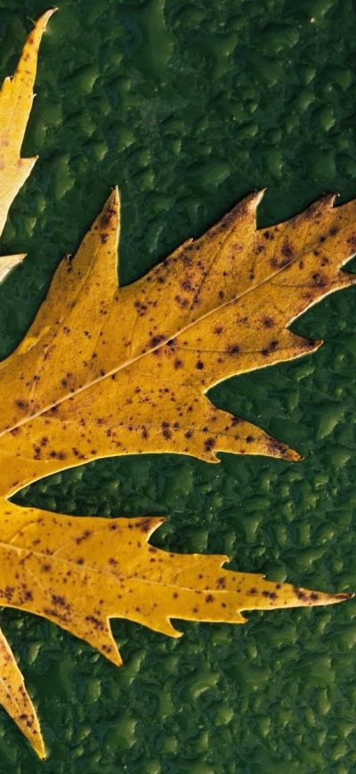 Fond d'écran iPhone Simple Leaf