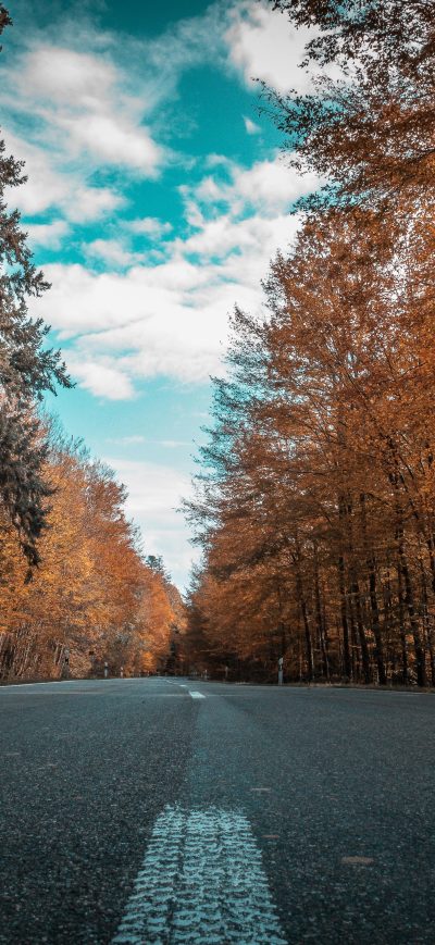 Fond d'écran iPhone Alone Road Forest Autumn Golden Trees Ultra 4k