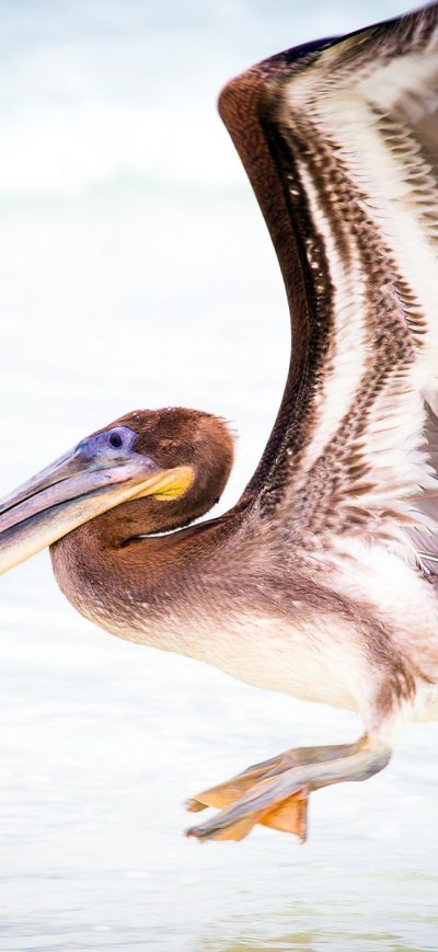 Fond d'écran iPhone Pelican Water Bird